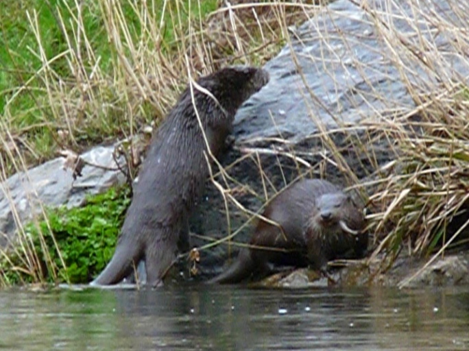Torrington otter pair